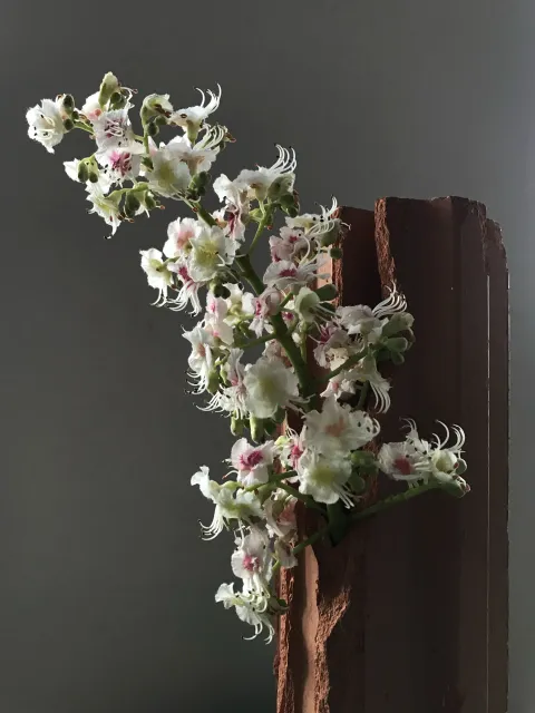 img_4436_castanea_hannah_feldmeier