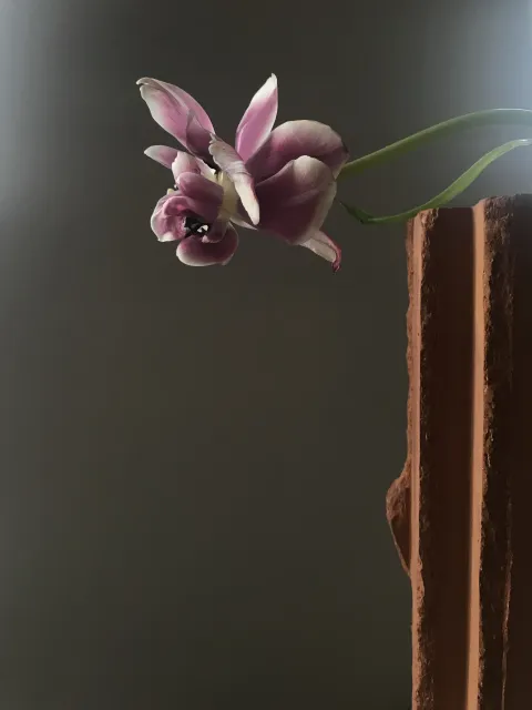 img_3820_tulipa_ii_hannah_feldmeier