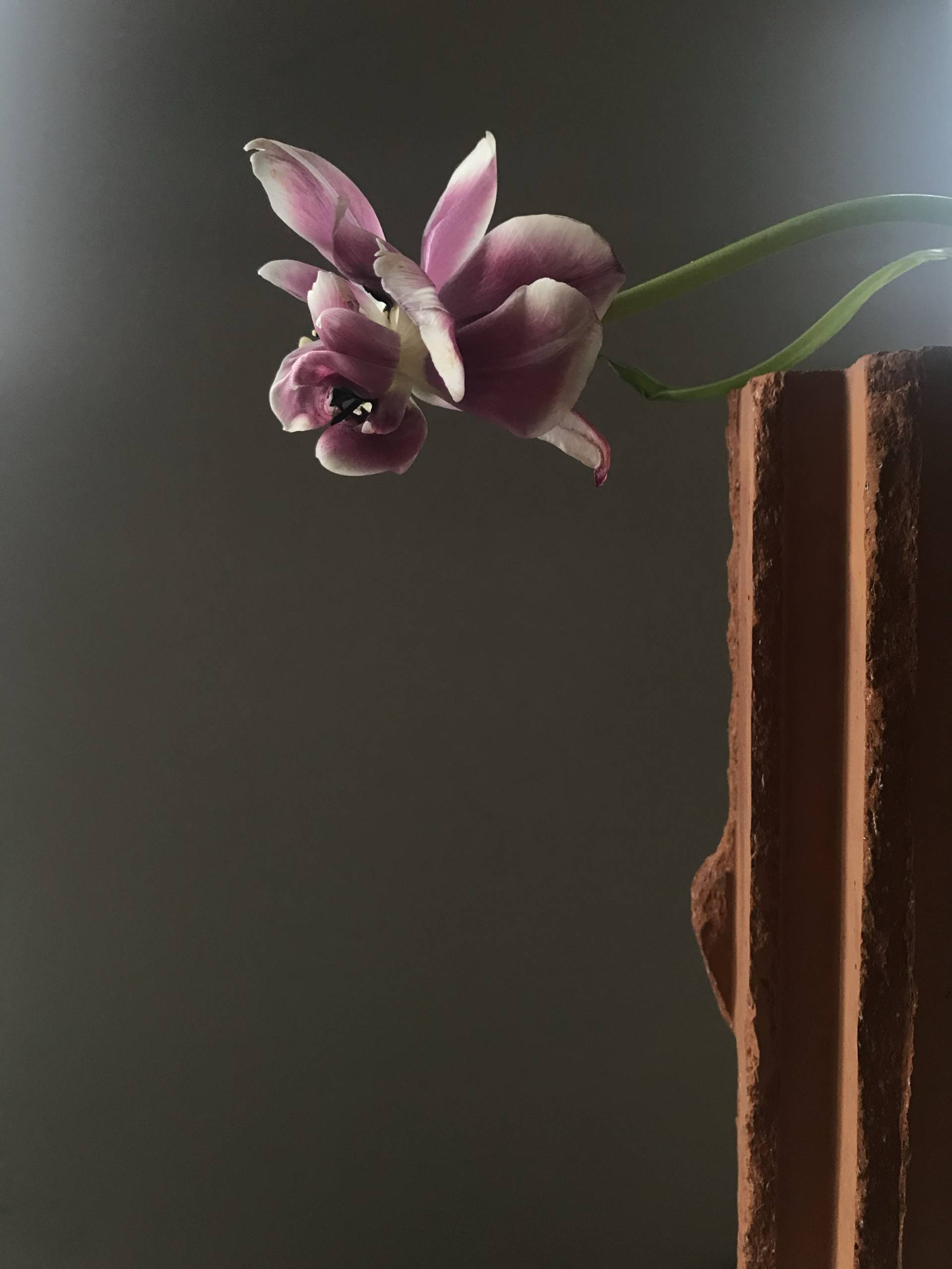 img_3820_tulipa_ii_hannah_feldmeier