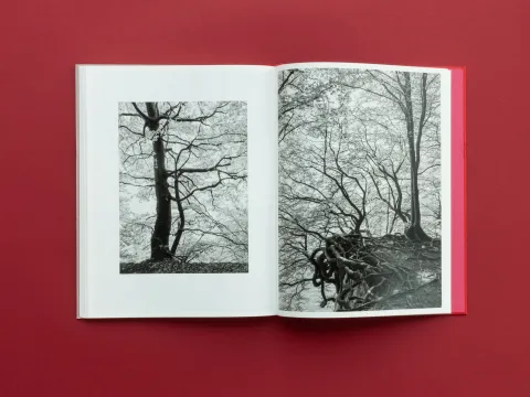 graubaum_und_himmelmeer_loredana_nemes__19