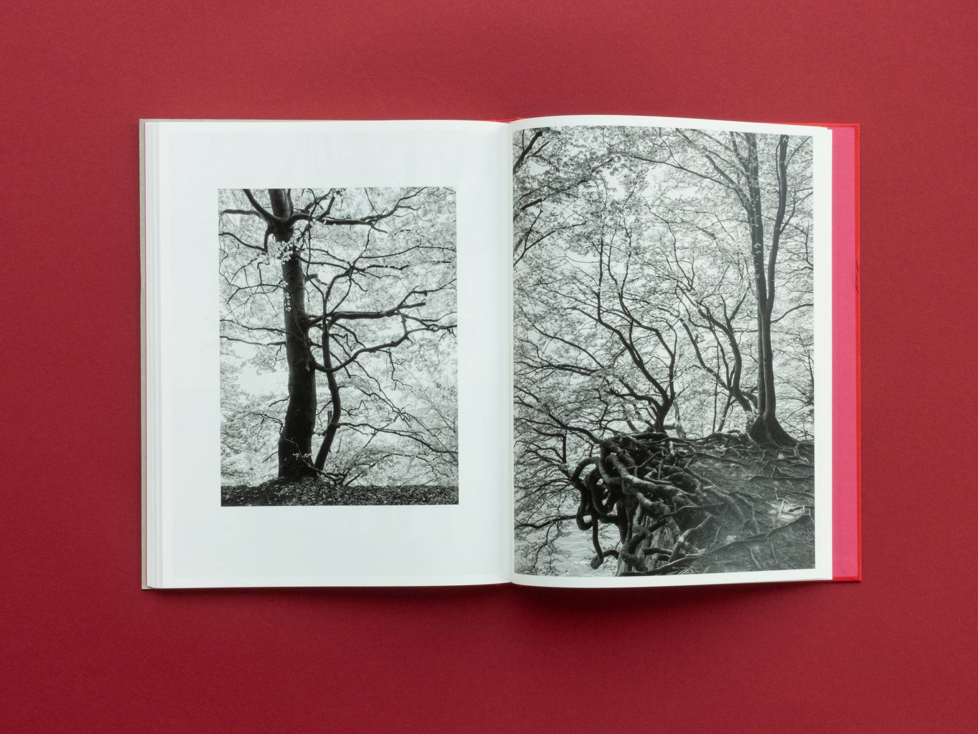 graubaum_und_himmelmeer_loredana_nemes__19