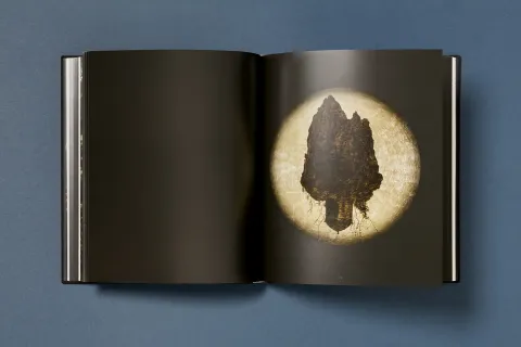 ramirez_joe-gold_projections_11