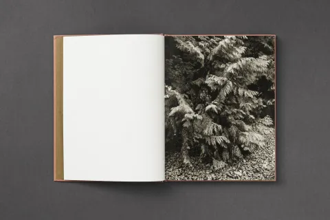 loredana_nemes_immergruen_02